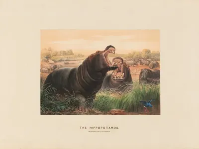 The Hippopotamus 2