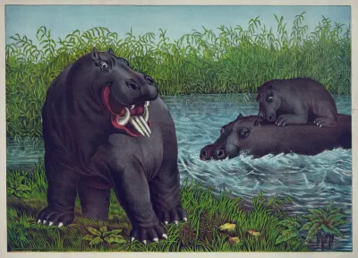The Hippototamus
