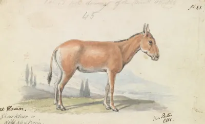 The Hlymar Or Hamur Persian Wild Ass