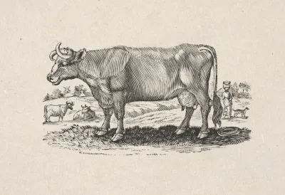 The Holstein Or Dutch Breed