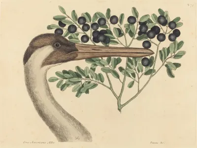 The Hooping Crane Ardea Americana