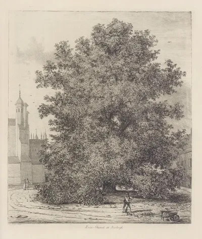 The Horse Chesnut At Burleigh