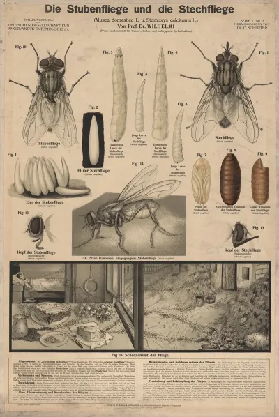 The Housefly And The Horsefly Musca Domestica L And Stomoxys Calcitrans L