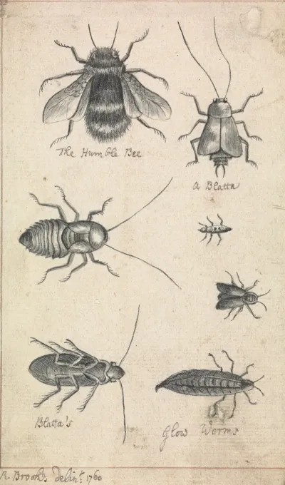 The Humble Bee And Insects