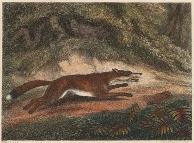 The Hunted Fox
