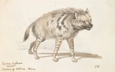 The Hyena Of Albara