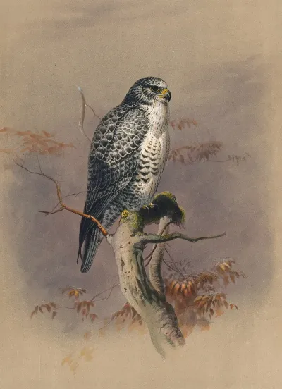 The Iceland Falcon