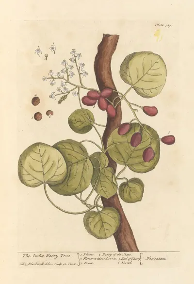 The India Berry Tree