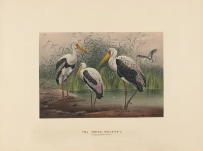 The Indian Wood Ibis 2