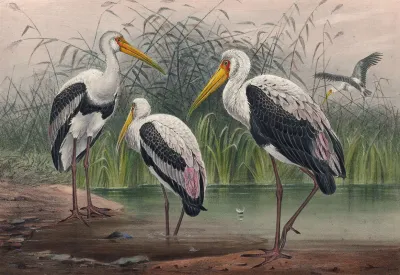 The Indian Wood Ibis