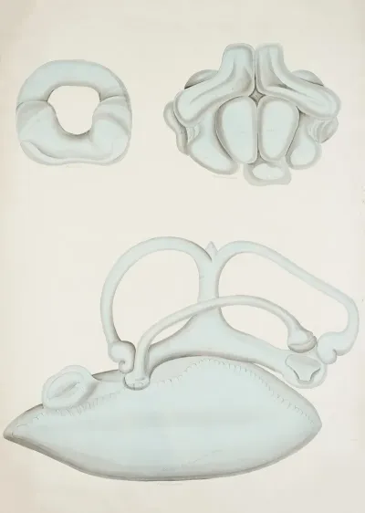 The Inner Ear