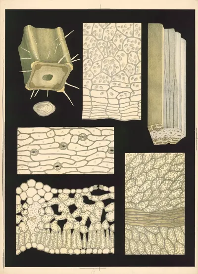 The Internal Structure Of The Plant