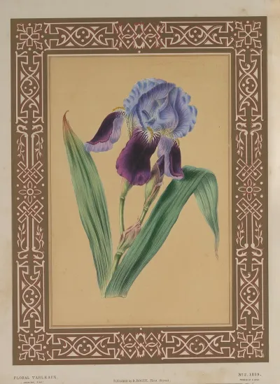 The Iris 3