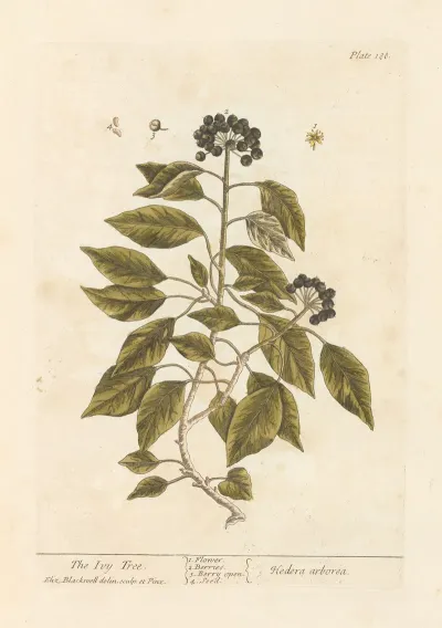 The Ivy Tree
