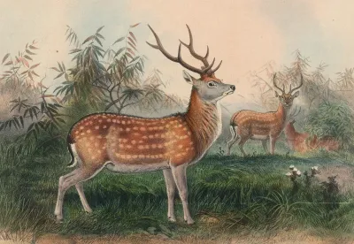 The Japanese Deer