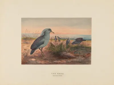 The Kagu 2