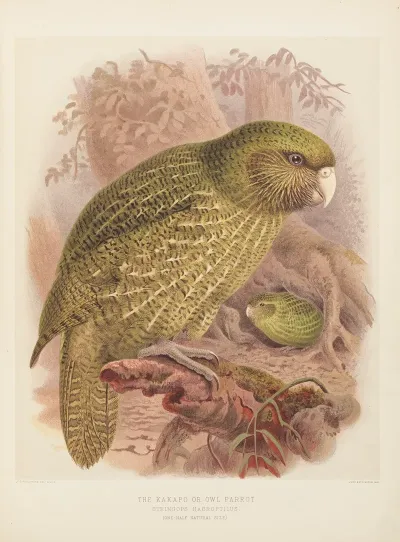 The Kakapo Or Owl Parrot Stringops Habroptilus