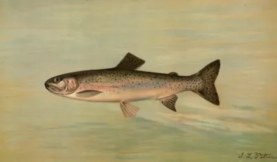 The Kern River Trout Salmo Irideus Gilberti