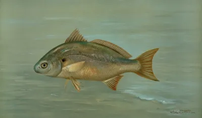 The Kingfish Whiting Or Barb Mentichirrhus Nebulosus