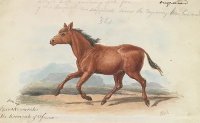 The Koomrah Horse
