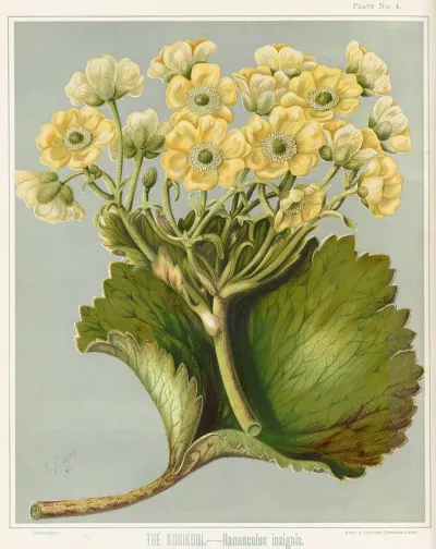The Korikori Ranunculus Insignis Plate 4