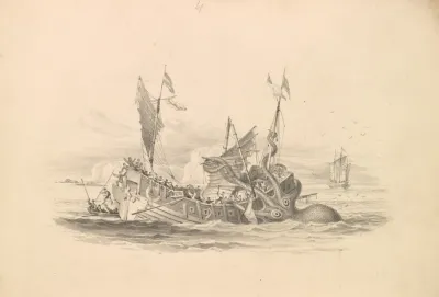 The Kracken Supposed A Sepia Or Cuttle Fish