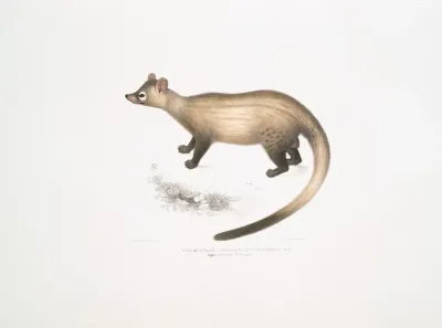 The Kuttaas Pennants Paradoxurus Paradoxurus Pennantii Higher Provinces Of Bengal