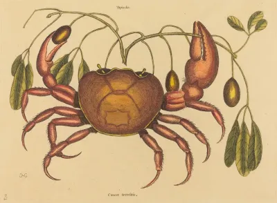 The Land Crab Cancer Ruricola