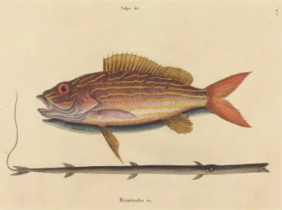 The Lane Snapper Sparus Synagris