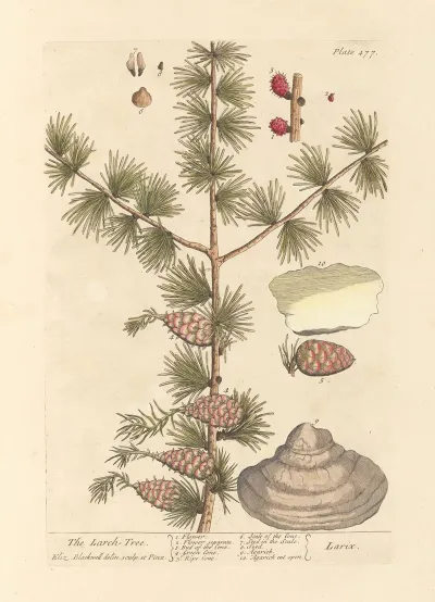 The Larch Tree