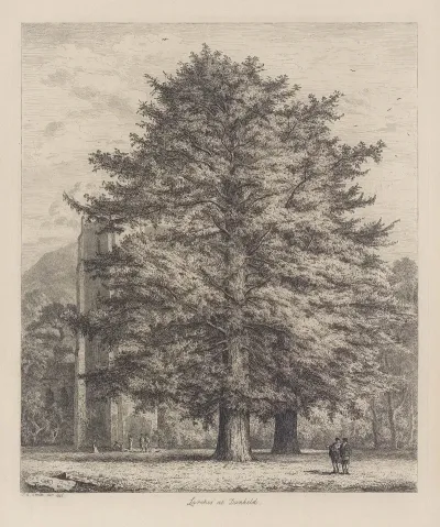 The Larches At Dunkeld