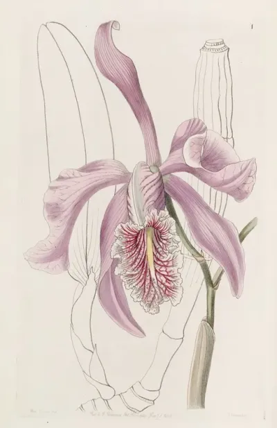 The Larger Cattleya