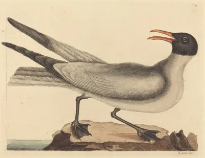 The Laughing Gull Larus Articilla