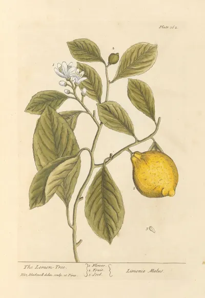 The Lemon Tree