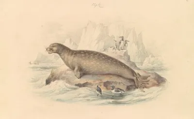 The Leopard Seal