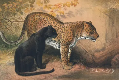The Leopard