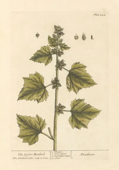 The Lesser Burdock