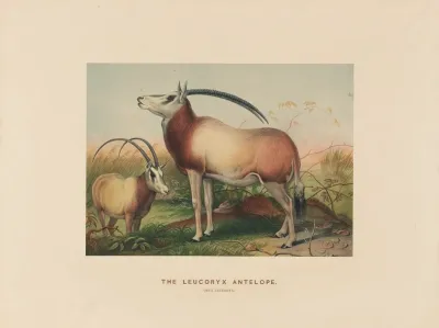 The Leucoryx Antelope 2