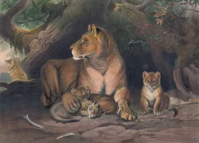 The Lion 2