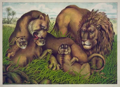 The Lion Family