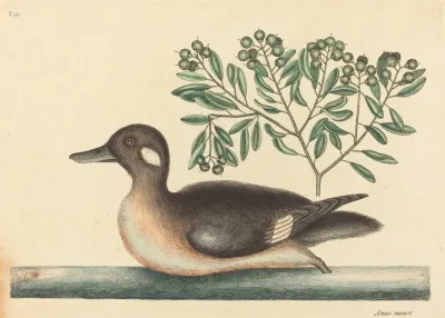 The Little Brown Duck Anas Rustica