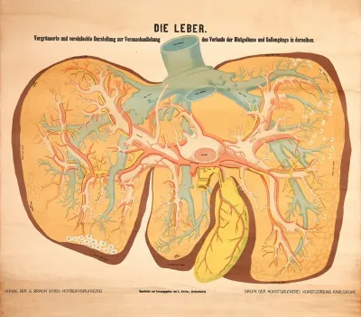 The Liver