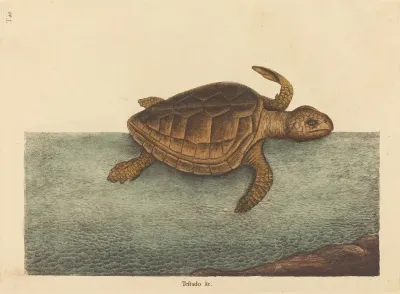 The Logger Head Turtle Testudo Cavanna