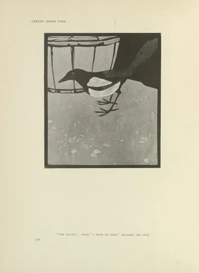 The Magpie A Book Of Birds