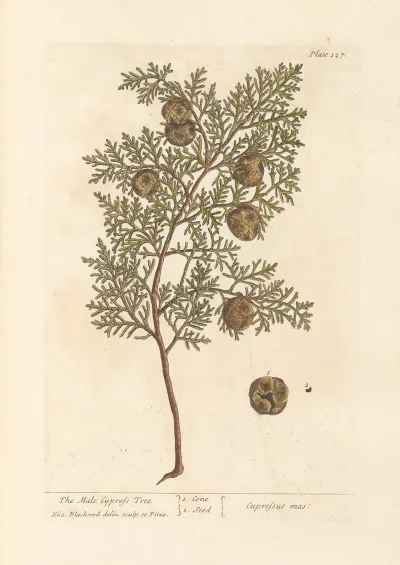 The Male Cypress Tree