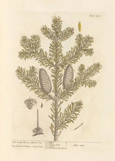 The Male Fir Or Silver Fir