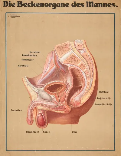 The Male Pelvic Organs