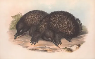 The Mammals Of Australia Pl 002