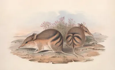 The Mammals Of Australia Pl 008