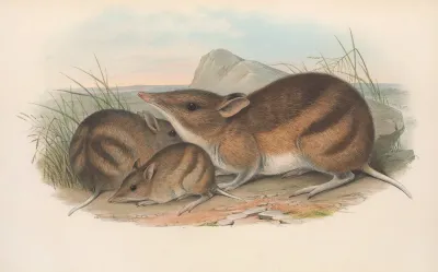 The Mammals Of Australia Pl 009